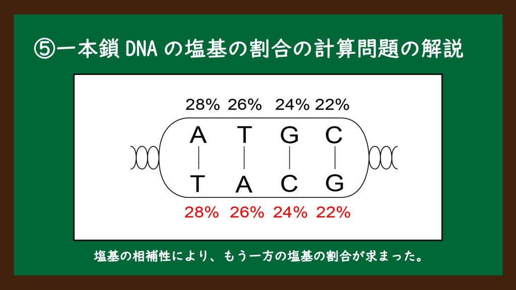 一本鎖DNAの塩基の割合の計算問題の解説⑥