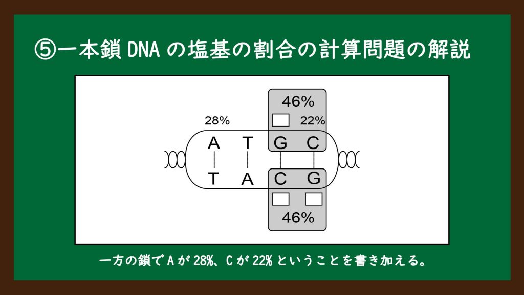 一本鎖DNAの塩基の割合の計算問題の解説②