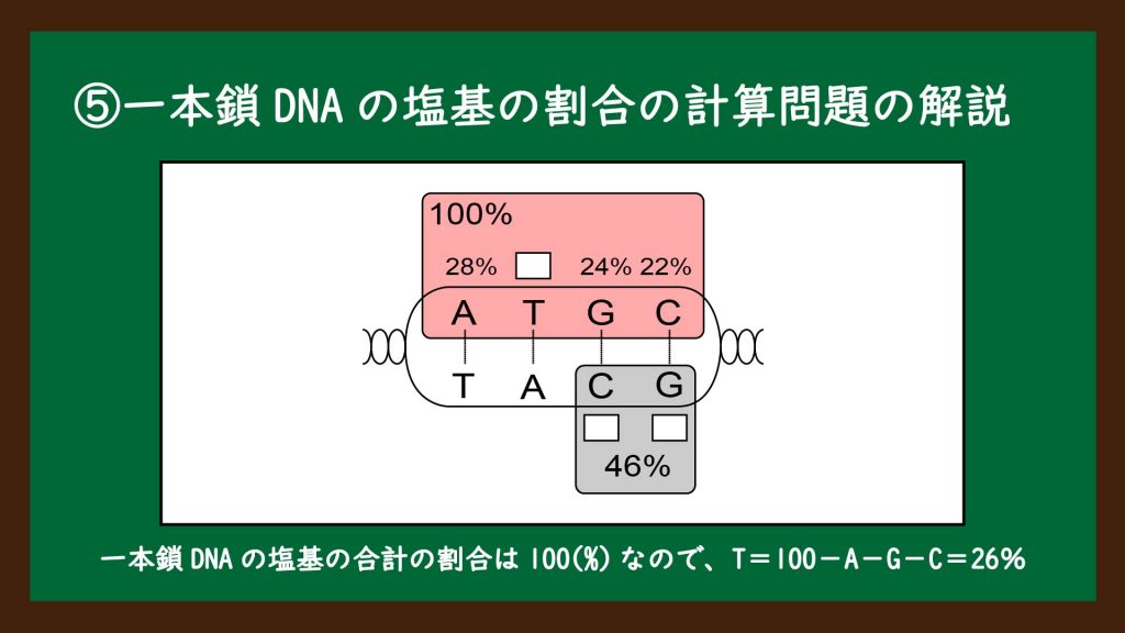 一本鎖DNAの塩基の割合の計算問題の解説④