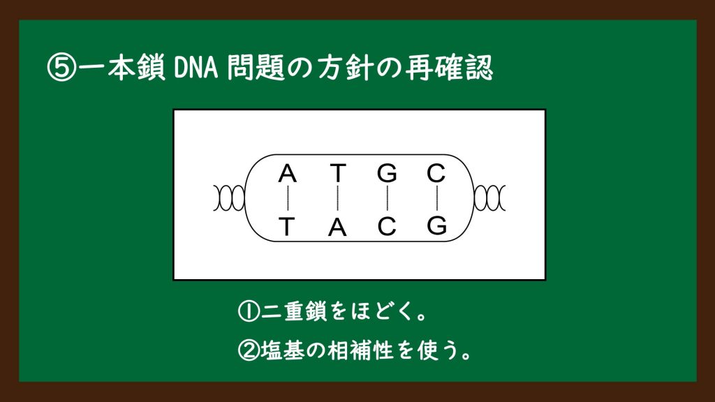 一本鎖DNAの塩基の割合の計算問題の解説⑧