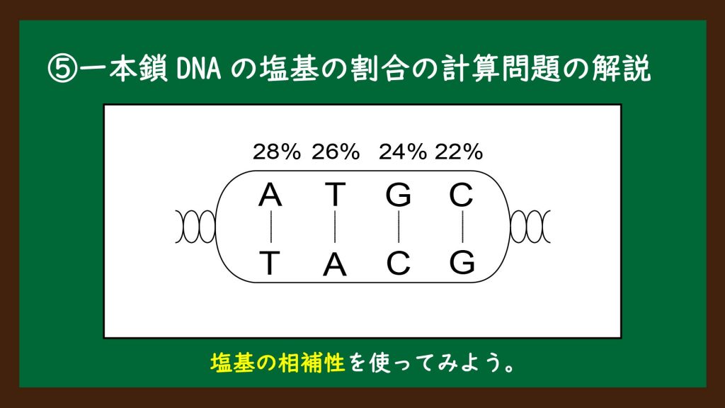 一本鎖DNAの塩基の割合の計算問題の解説⑤