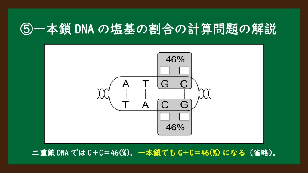 一本鎖DNAの塩基の割合の計算問題の解説①