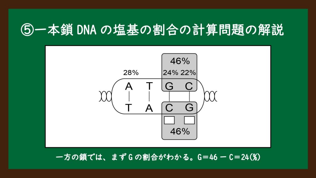 一本鎖DNAの塩基の割合の計算問題の解説③