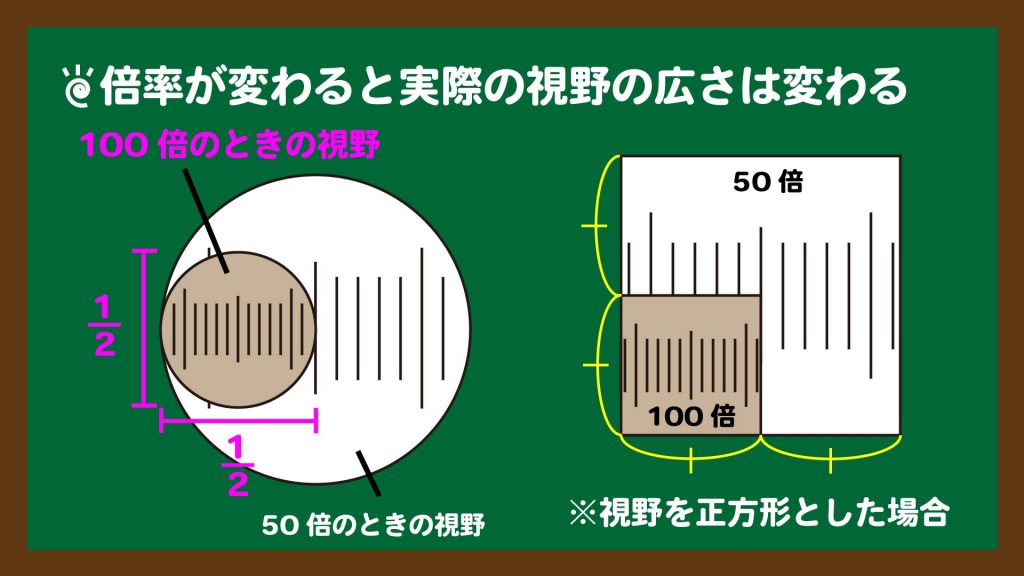 倍率が変わった時の顕微鏡の視野の広さ