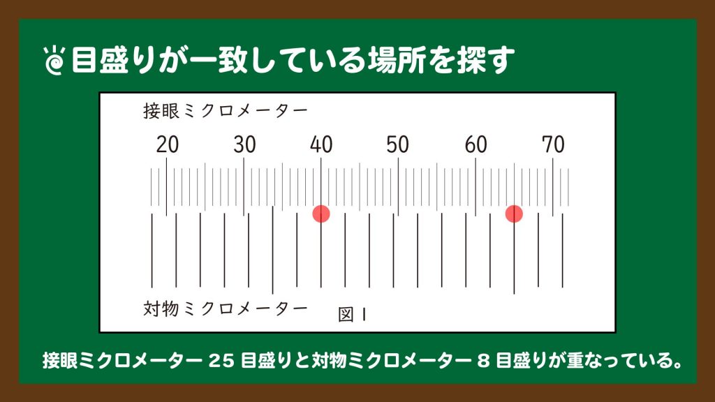 接眼ミクロメーターと対物ミクロメーターの目盛りの一致