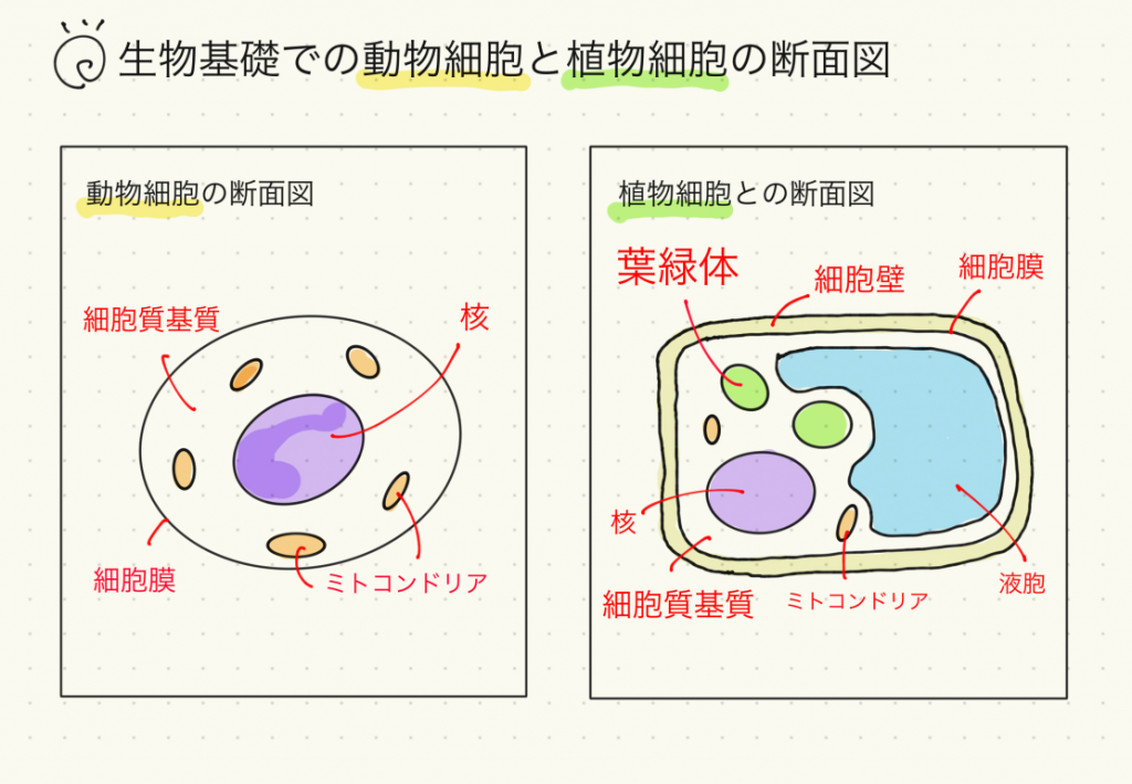 真 核 細胞 と 原核 細胞 の 違い