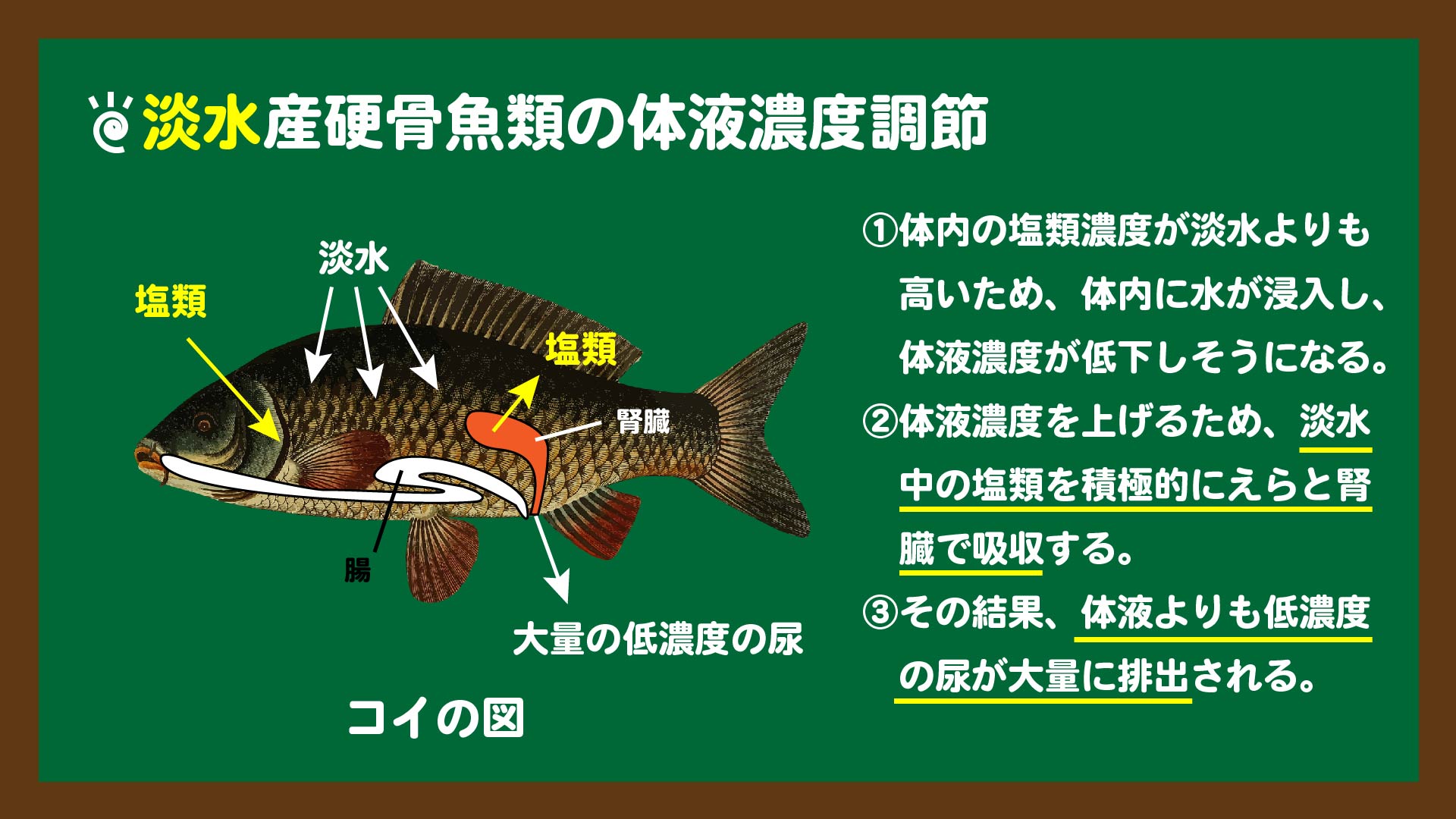 スライド1:淡水魚の体液濃度調節のしくみ