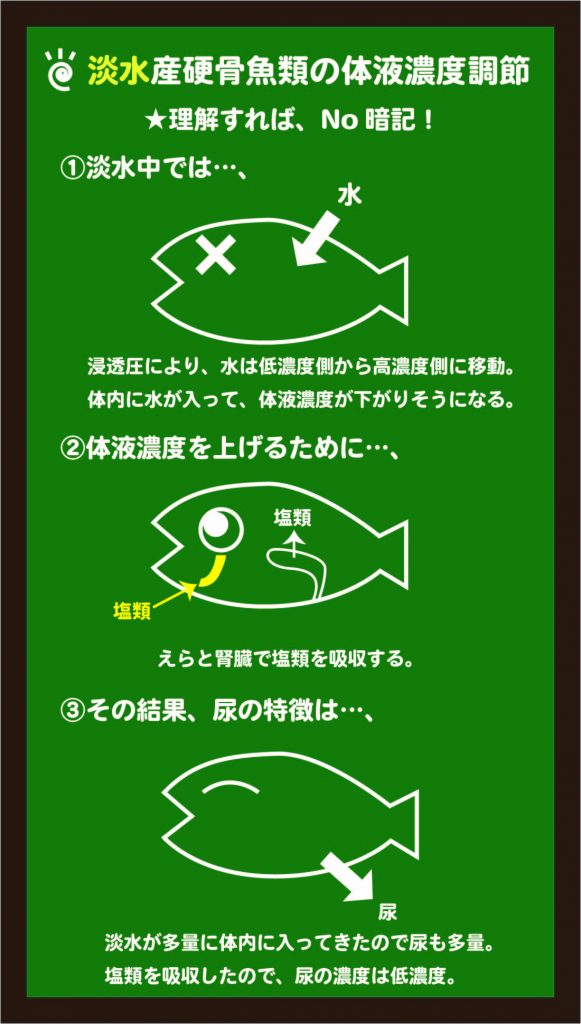 スライド4:淡水魚の体液濃度調節のしくみをイメージする