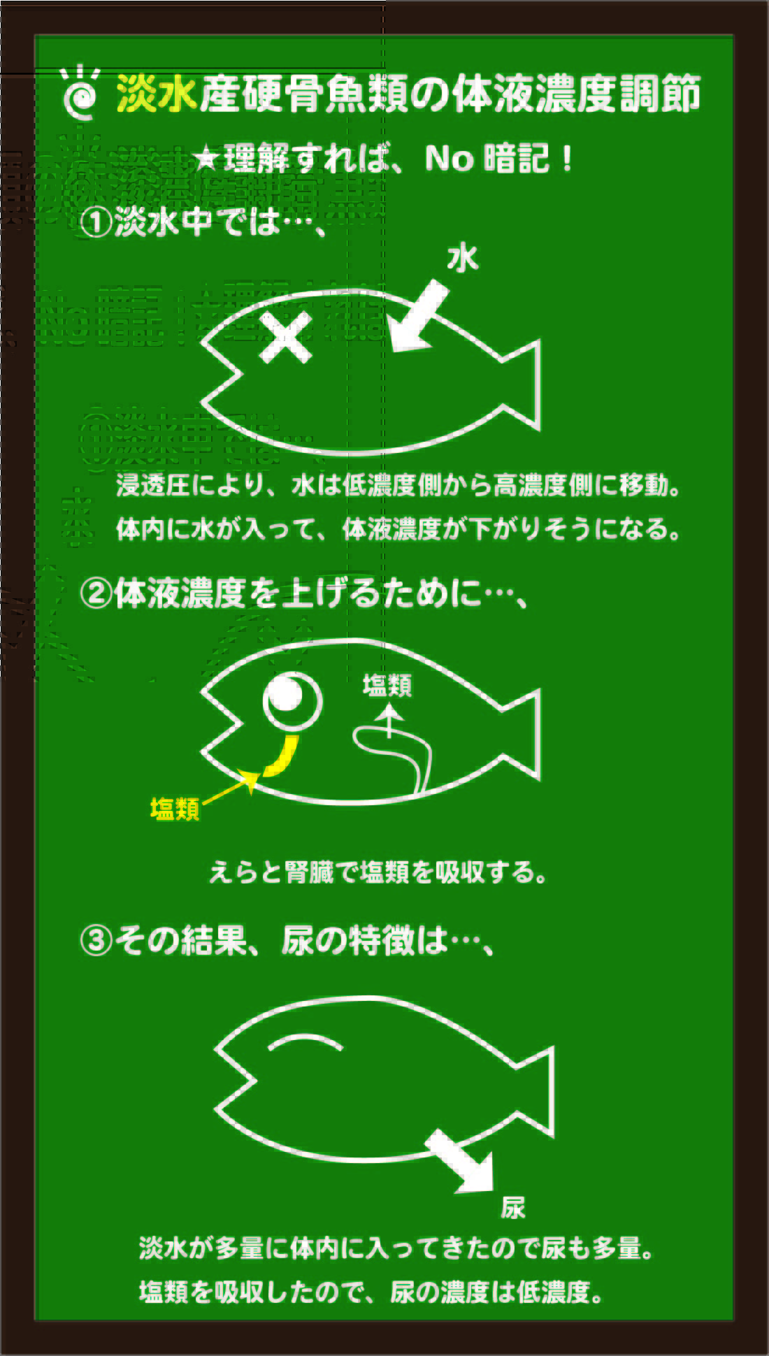 スライド4:淡水魚の体液濃度調節のしくみをイメージする