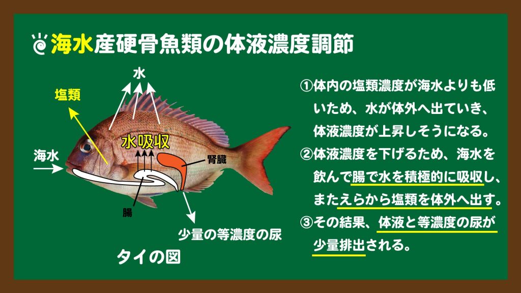 スライド２：海水魚の体液濃度調節のしくみ
