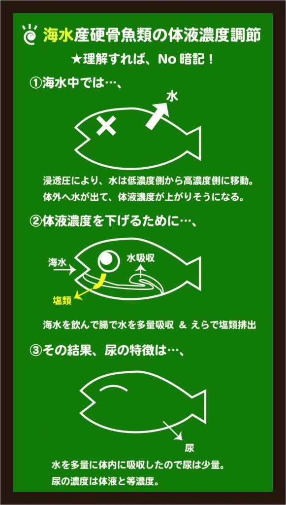 スライド5:海水魚の体液濃度調節のしくみをイメージする