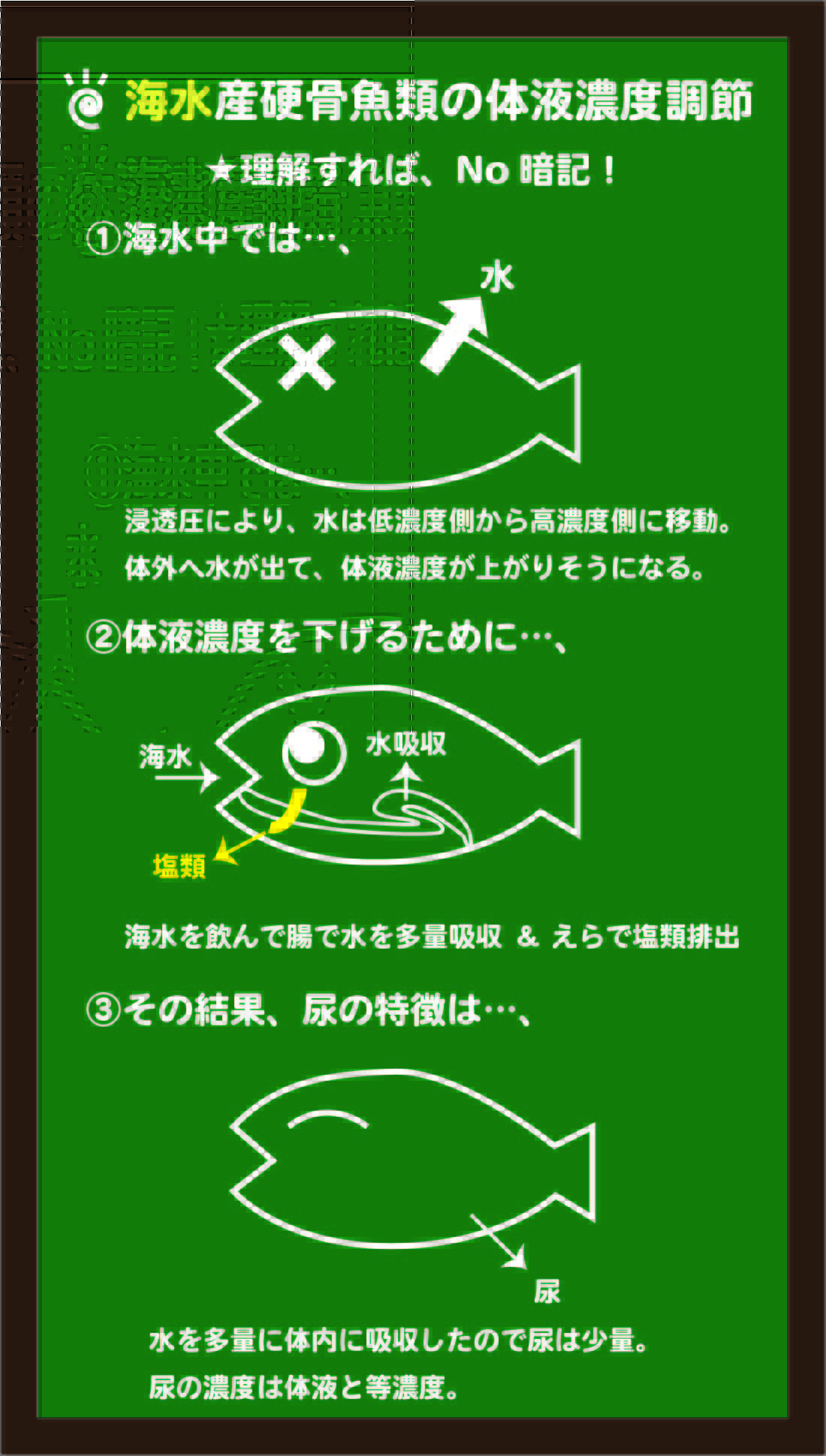 スライド5:海水魚の体液濃度調節のしくみをイメージする