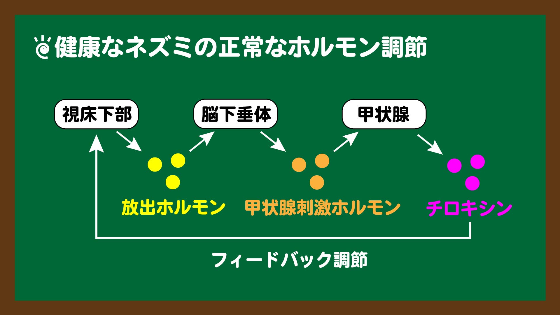 スライド8:健康なネズミの正常なホルモン調節
