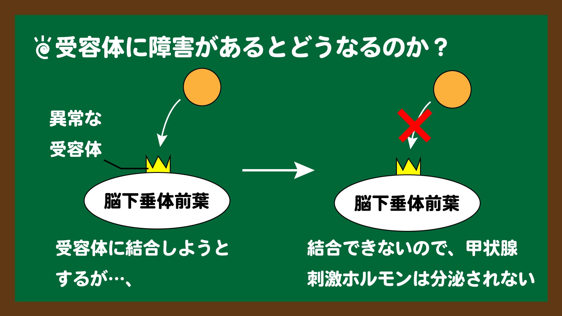 スライド5:受容体に異常があるとホルモンは分泌されない