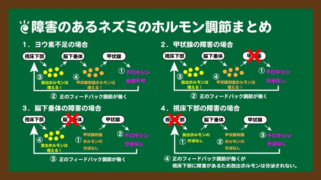 スライド12:障害のあるネズミのホルモン調節まとめ