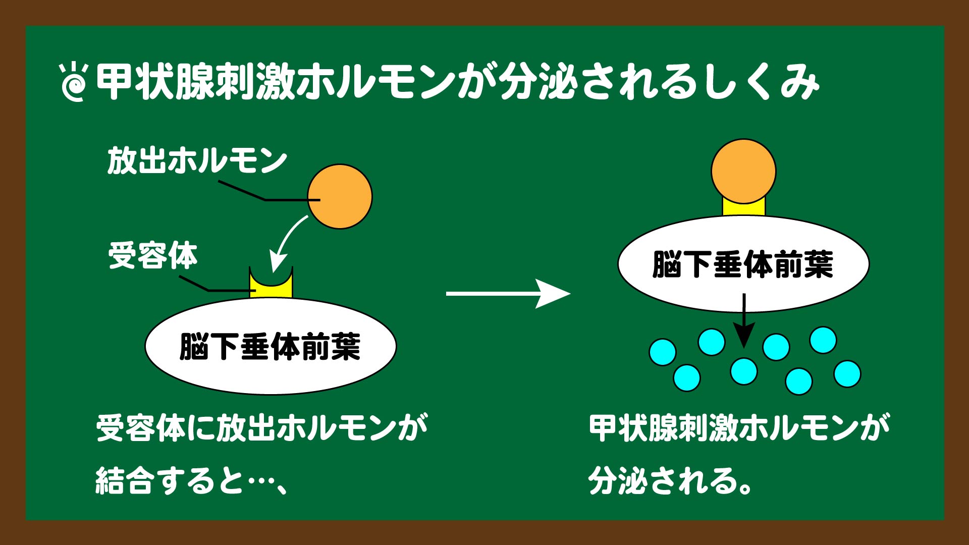 スライド4:甲状腺刺激ホルモンが分泌されるしくみ