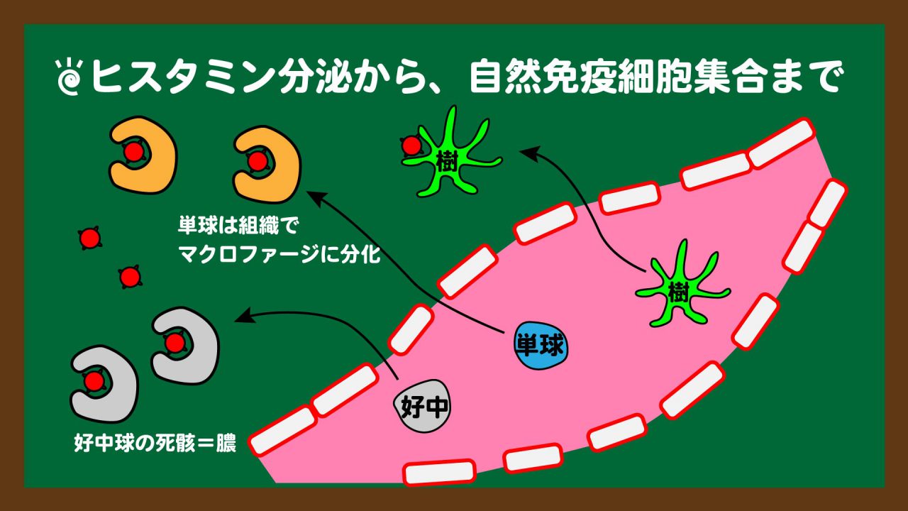 スライド8:自然免疫③_食作用まで