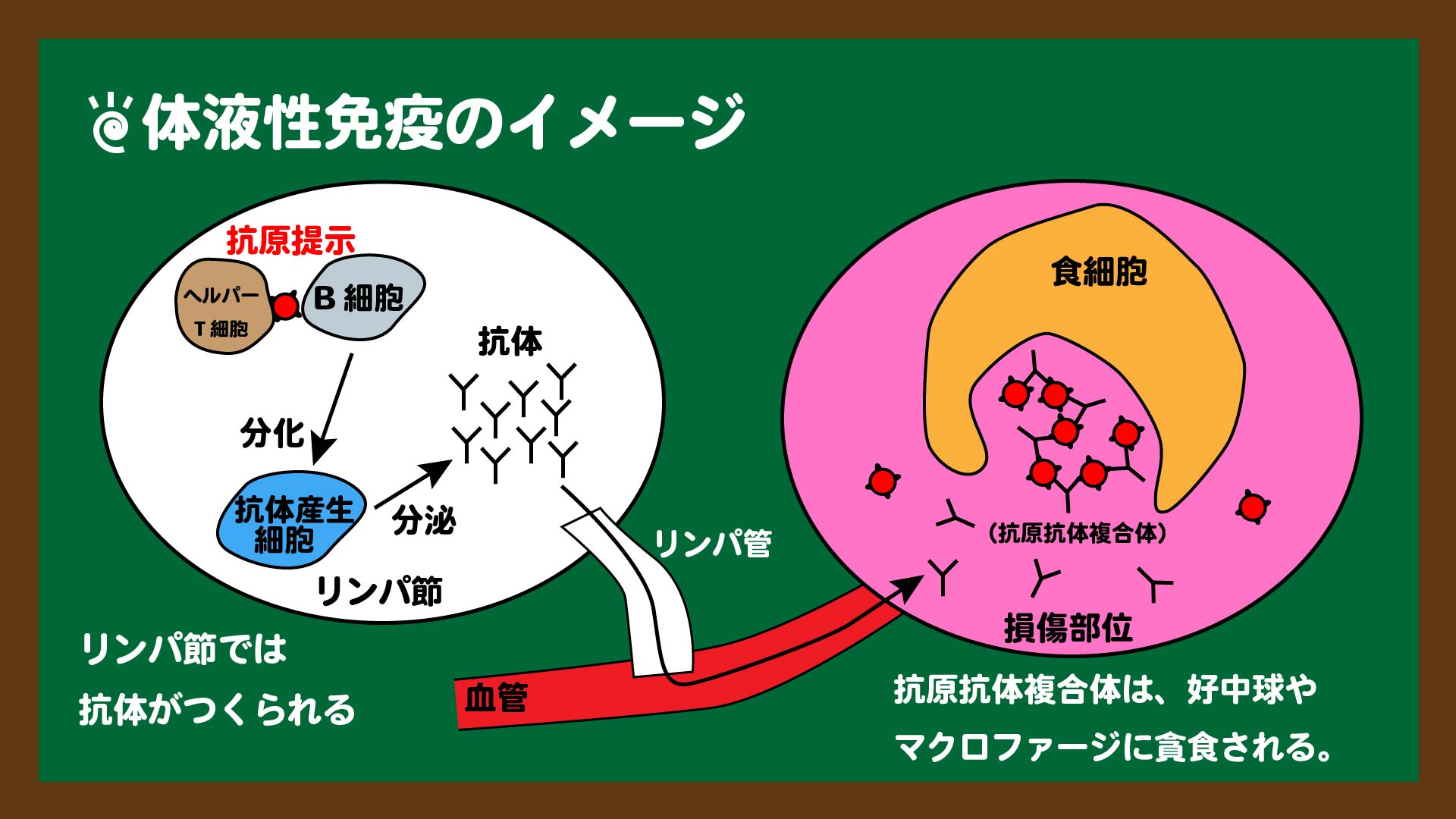 免疫生物学 免疫生物学 | 笹月 健彦 |本 | 通販 | Amazon