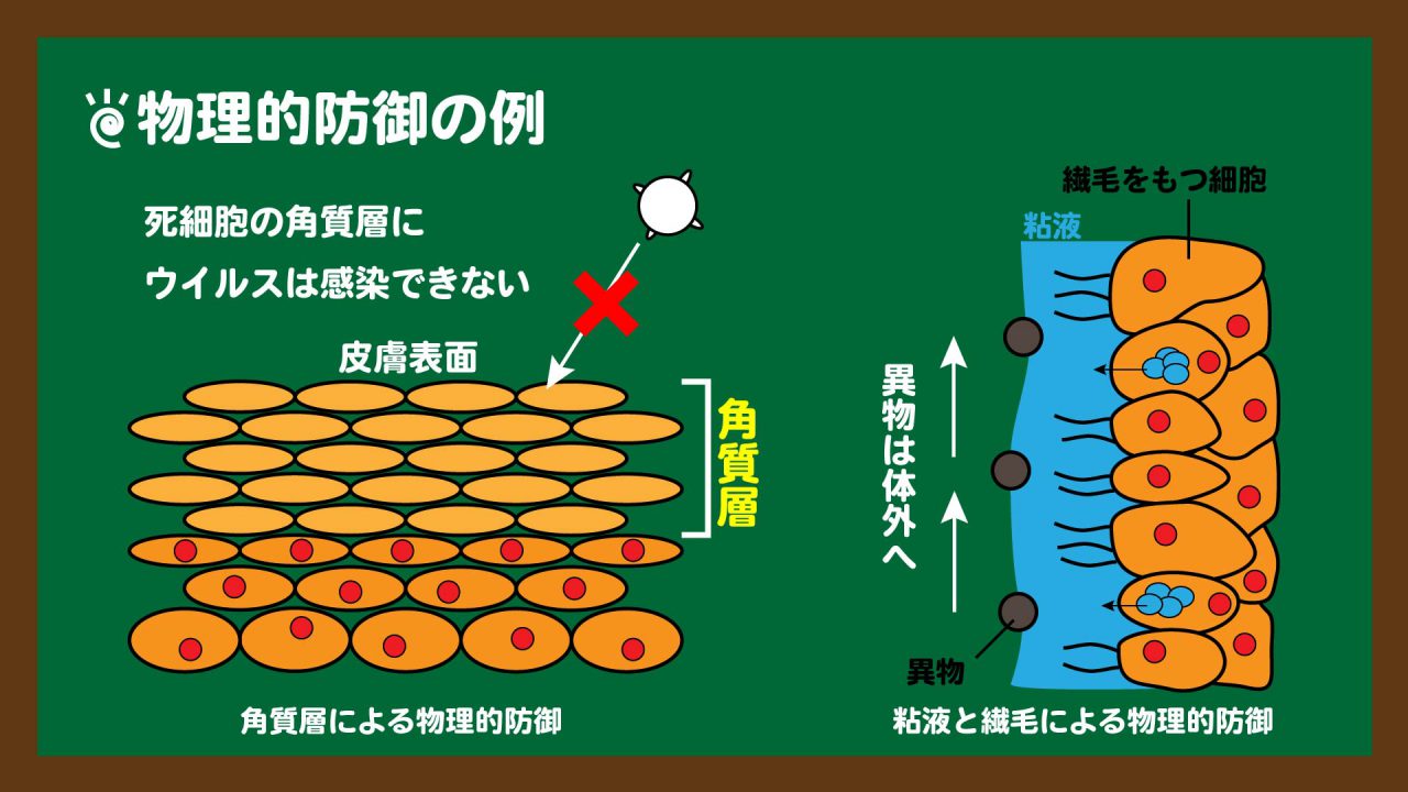 スライド2:物理的防御の例