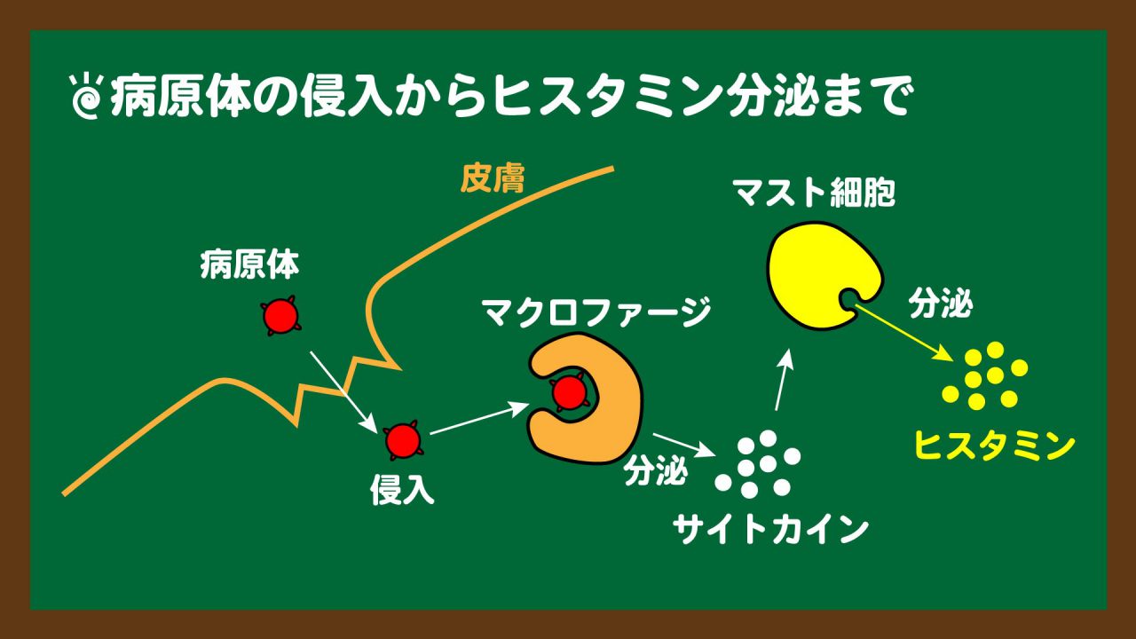 スライド6:自然免疫①_ヒスタミン分泌まで