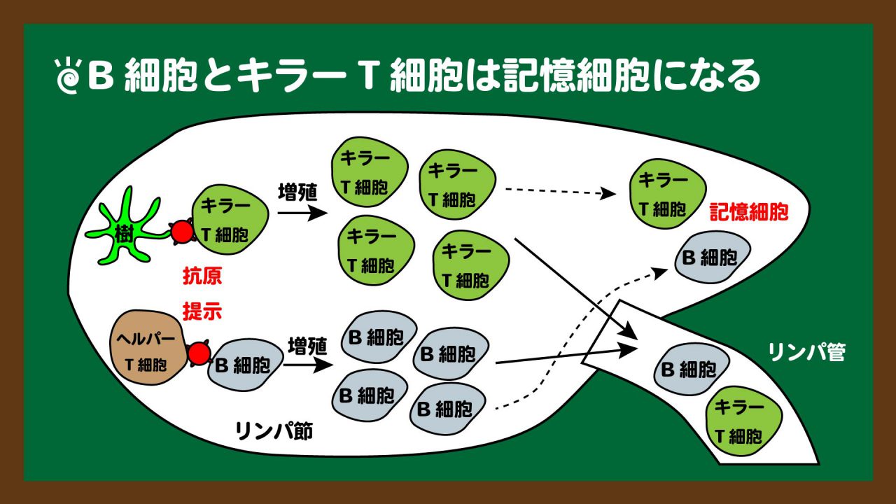 スライド13:記憶細胞のイメージ
