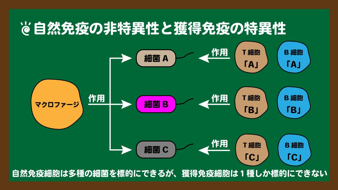 スライド16:自然免疫の非特異性と獲得免疫の特異性