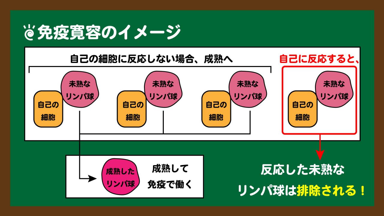 スライド15:免疫寛容のイメージ