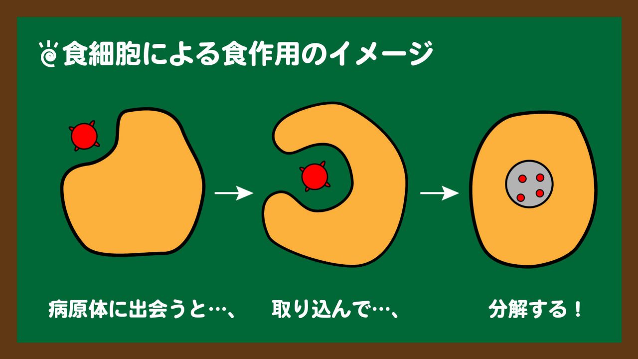 スライド5:食作用のイメージ図