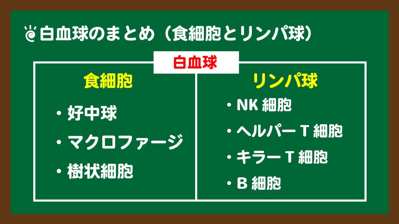 スライド4:免疫細胞の分類