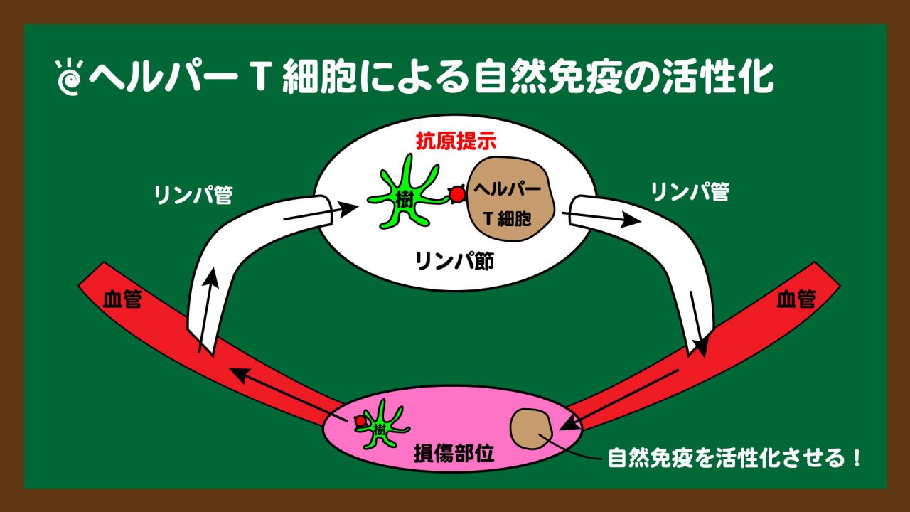 スライド10:ヘルパーT細胞は自然免疫を活性化させる