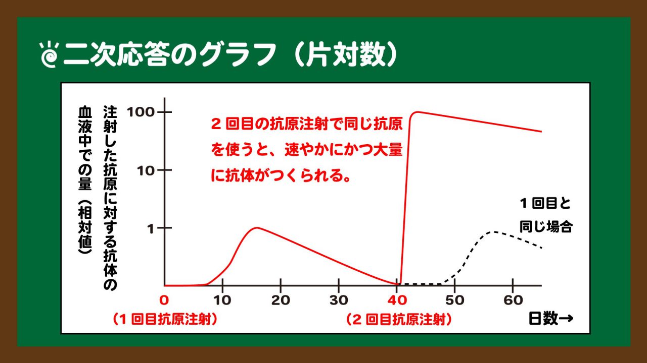 スライド14:二次応答のグラフ