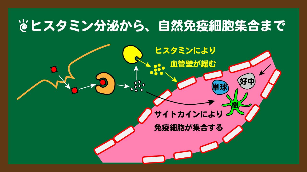 スライド7:自然免疫②_自然免疫細胞の集合まで