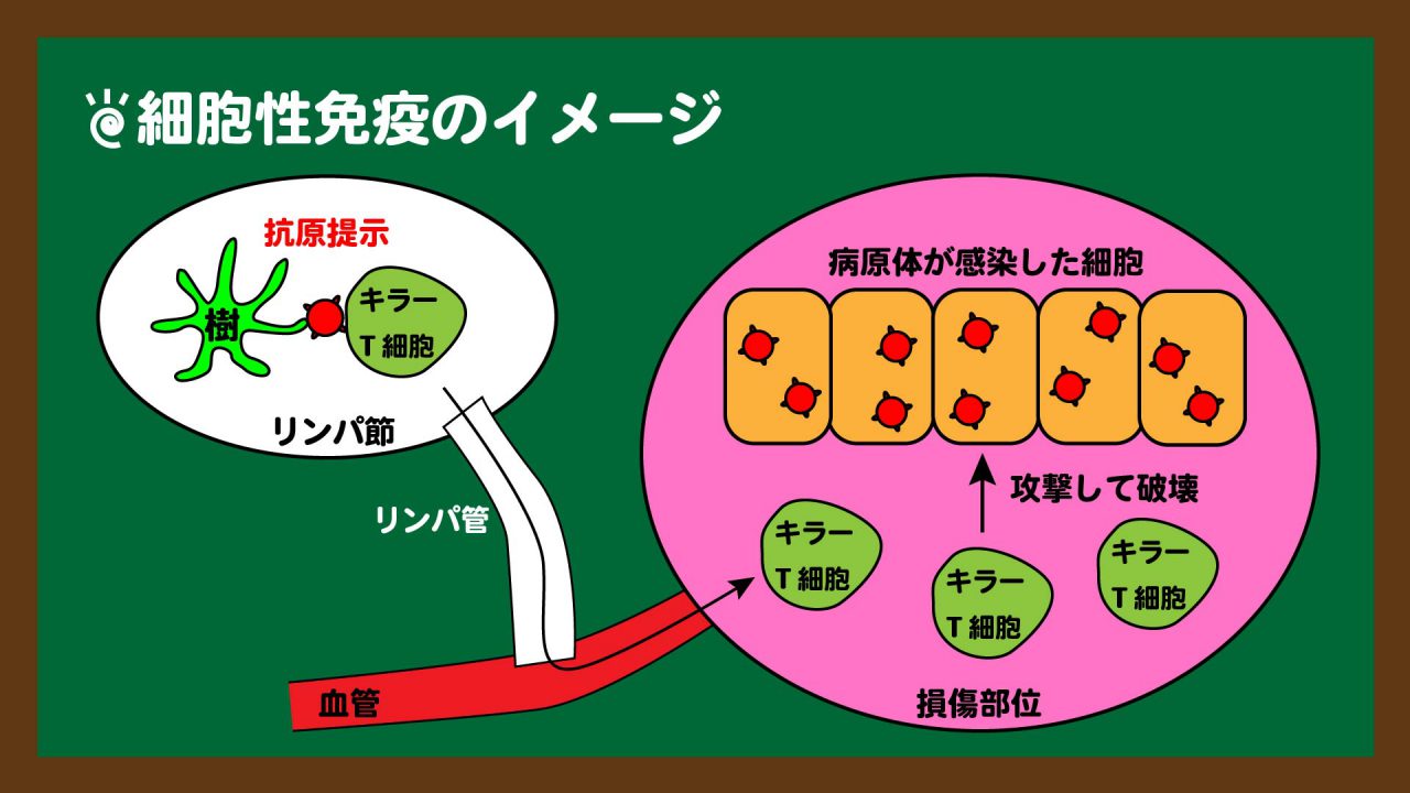 スライド12:細胞性免疫のイメージ