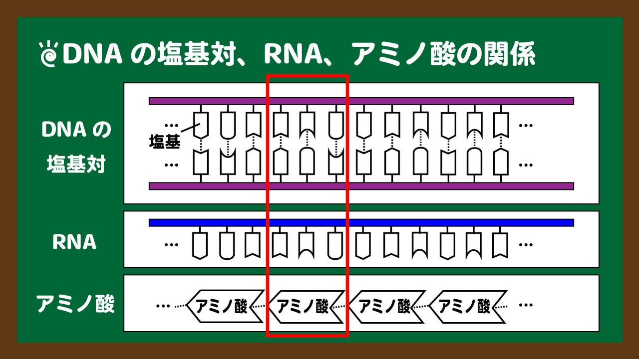 スライド12:DNAの3塩基対・RNAの3塩基につきアミノ酸1つが対応