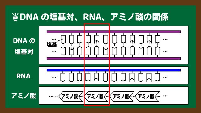 スライド12：DNAの３塩基対・RNAの３塩基につきアミノ酸１つが対応