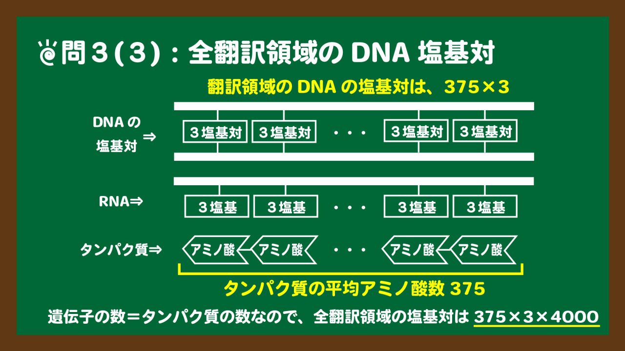 スライド14:翻訳領域のDNAの塩基対のイメージ図