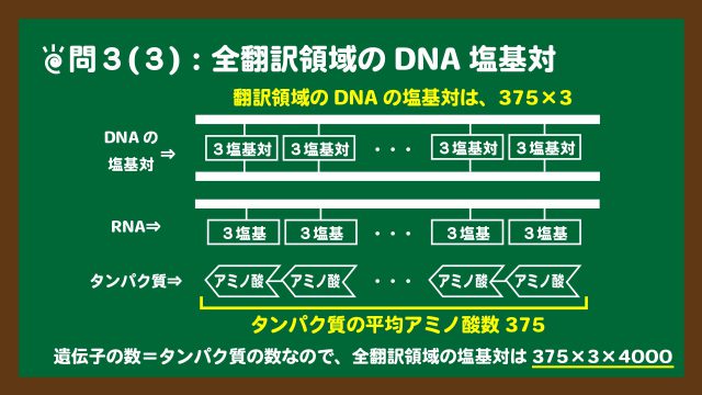 スライド14：翻訳領域のDNAの塩基対のイメージ図