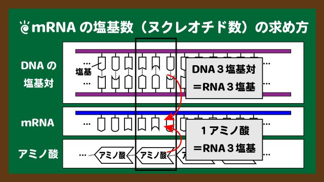 スライド15：mRNAの塩基数は、DNAの塩基対数またはアミノ酸個数からわかる