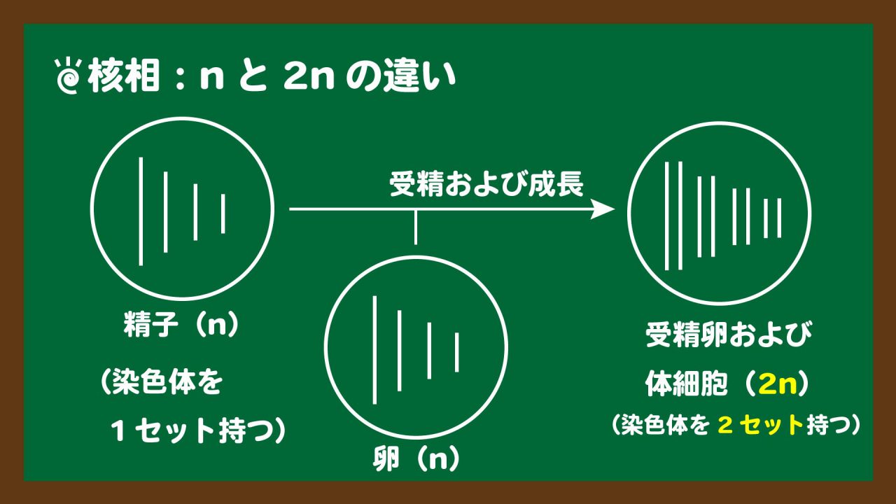 スライド6:核相とは?2nとnの違い