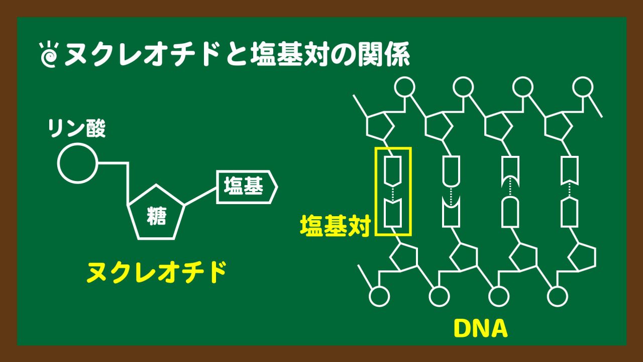 スライド5:ヌクレオチドと塩基対の関係