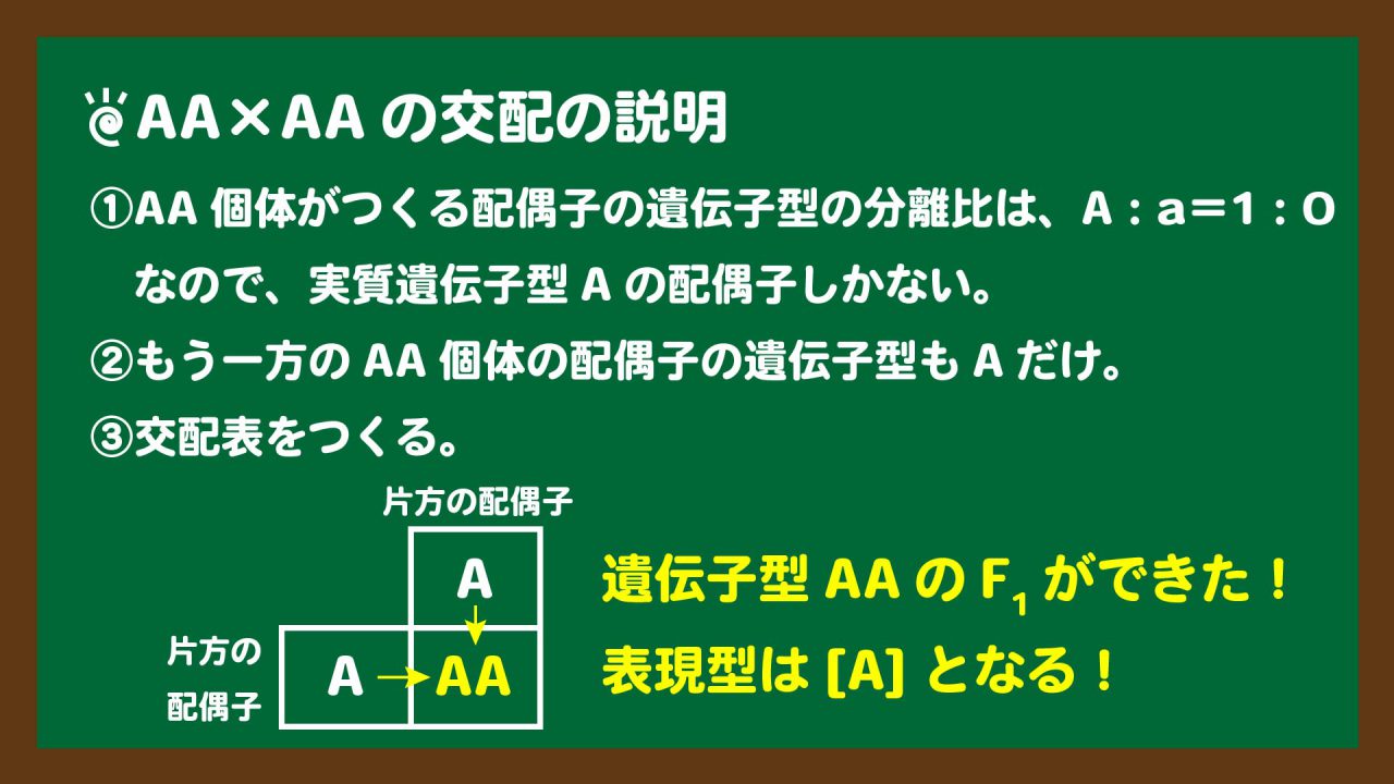 スライド7:AA×AAの交配で生じるF1の遺伝子型と表現型
