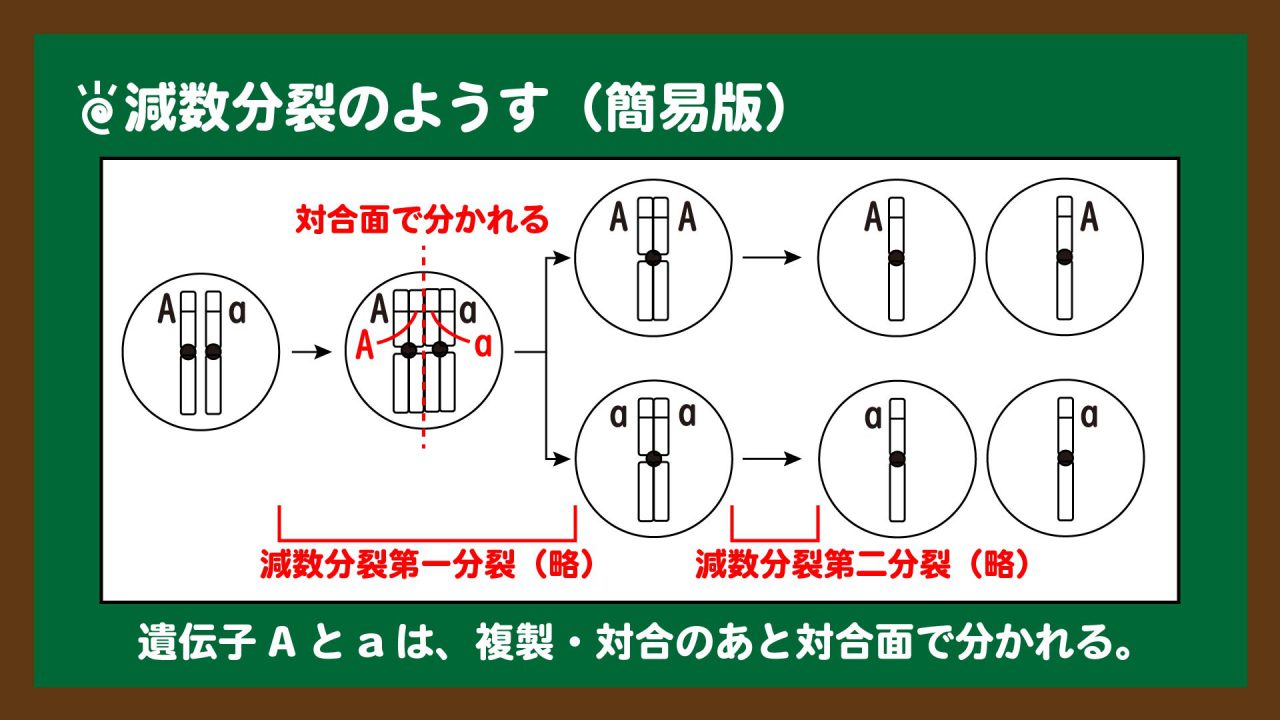 スライド3:減数分裂で遺伝子が分かれるようす(簡易図)
