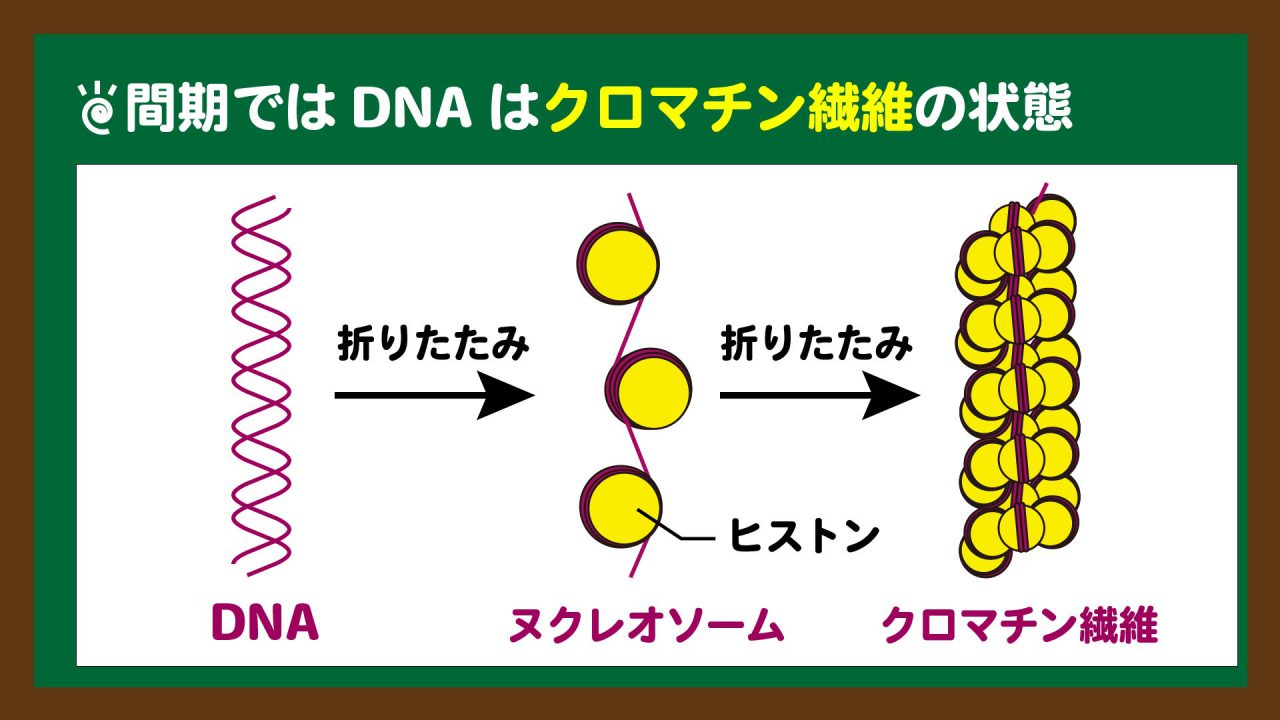 スライド3:DNAは間期ではクロマチン繊維の状態