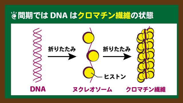 スライド３：DNAは間期ではクロマチン繊維の状態