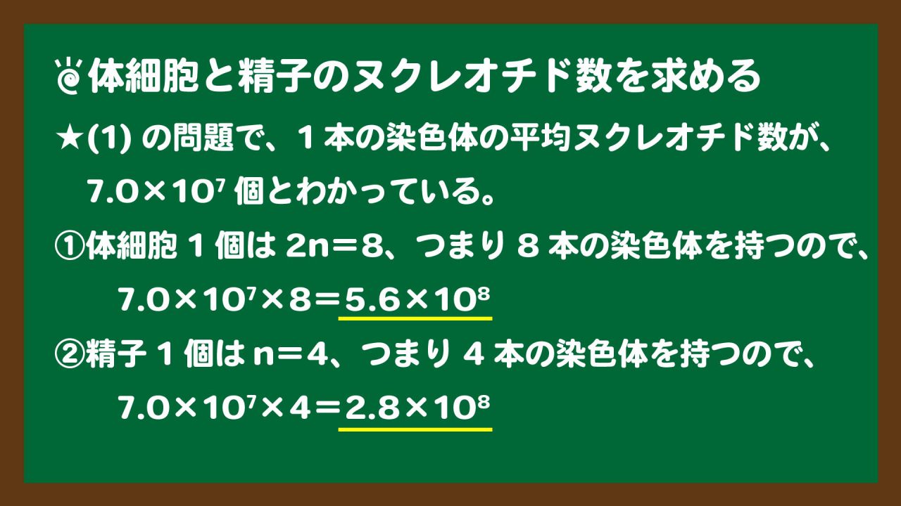 スライド8:体細胞と精子のヌクレオチド数の計算方法