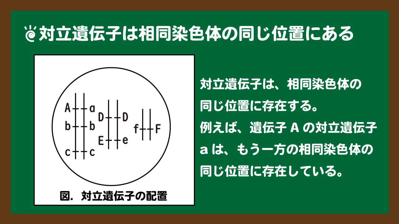 スライド4:対立遺伝子は相同染色体の同じ位置に存在する