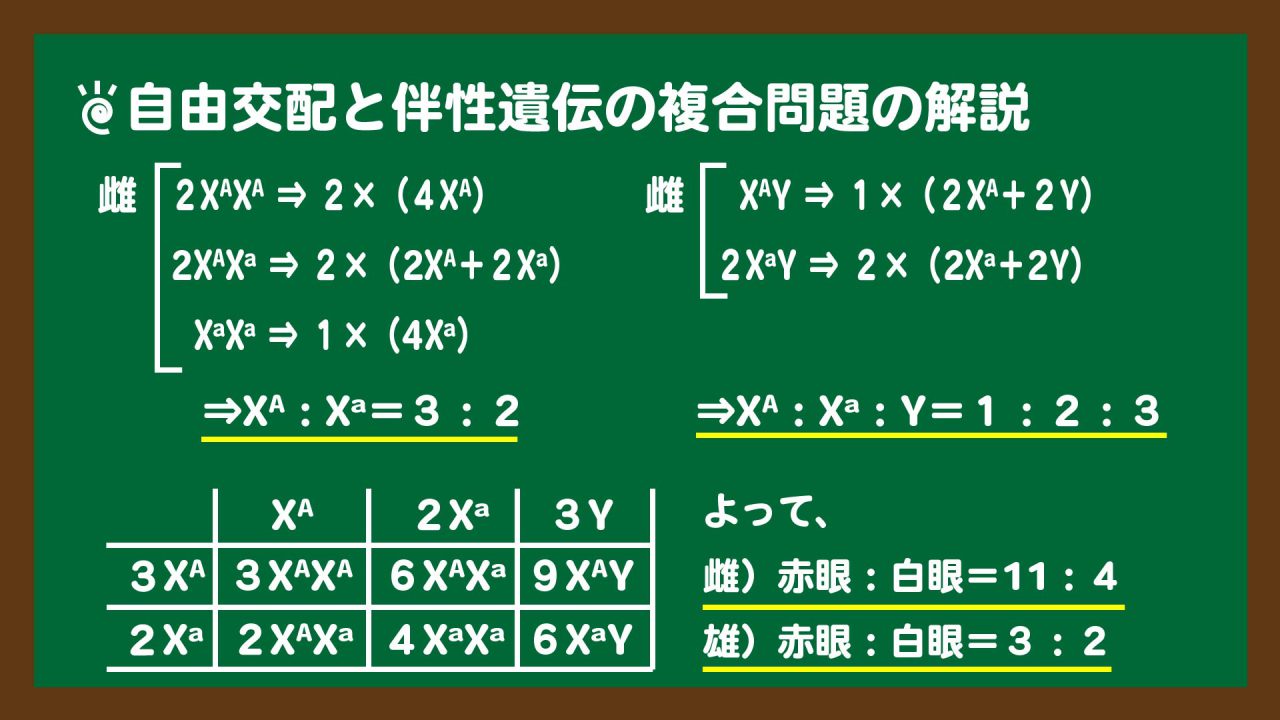 スライド8:自由交配と伴性遺伝の複合問題の解説