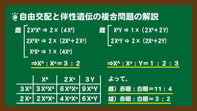 スライド8:自由交配と伴性遺伝の複合問題の解説