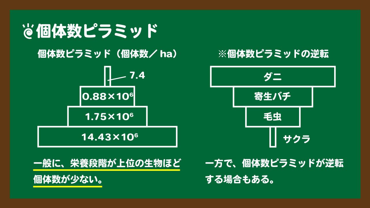 スライド3:個体数ピラミッドの図