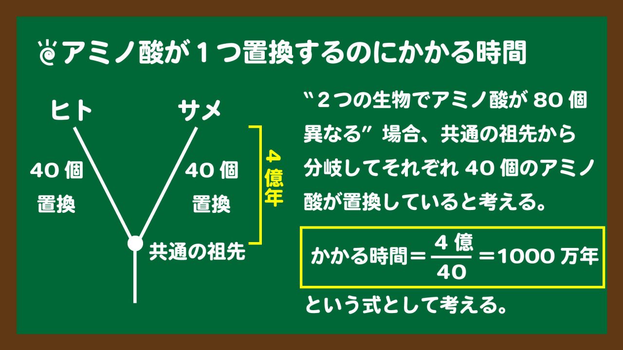 スライド4:アミノ酸が1つ置換するのにかかる時間の計算の考え方